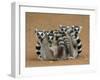 Ring-tailed Lemur (Lemur catta) four adults, sitting on ground, huddled together, Berenty-Martin Withers-Framed Photographic Print