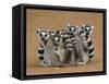 Ring-tailed Lemur (Lemur catta) four adults, sitting on ground, huddled together, Berenty-Martin Withers-Framed Stretched Canvas