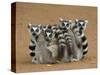 Ring-tailed Lemur (Lemur catta) four adults, sitting on ground, huddled together, Berenty-Martin Withers-Stretched Canvas