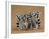 Ring-tailed Lemur (Lemur catta) four adults, sitting on ground, huddled together, Berenty-Martin Withers-Framed Photographic Print