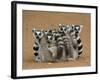 Ring-tailed Lemur (Lemur catta) four adults, sitting on ground, huddled together, Berenty-Martin Withers-Framed Photographic Print