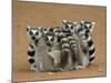 Ring-tailed Lemur (Lemur catta) four adults, sitting on ground, huddled together, Berenty-Martin Withers-Mounted Photographic Print