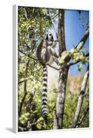 Ring-Tailed Lemur (Lemur Catta), Isalo National Park, Ihorombe Region, Southwest Madagascar, Africa-Matthew Williams-Ellis-Framed Photographic Print