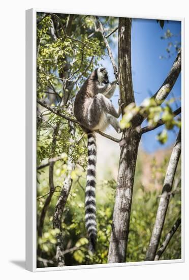 Ring-Tailed Lemur (Lemur Catta), Isalo National Park, Ihorombe Region, Southwest Madagascar, Africa-Matthew Williams-Ellis-Framed Photographic Print