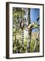 Ring-Tailed Lemur (Lemur Catta), Isalo National Park, Ihorombe Region, Southwest Madagascar, Africa-Matthew Williams-Ellis-Framed Photographic Print