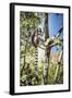 Ring-Tailed Lemur (Lemur Catta), Isalo National Park, Ihorombe Region, Southwest Madagascar, Africa-Matthew Williams-Ellis-Framed Photographic Print