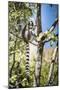 Ring-Tailed Lemur (Lemur Catta), Isalo National Park, Ihorombe Region, Southwest Madagascar, Africa-Matthew Williams-Ellis-Mounted Photographic Print