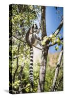 Ring-Tailed Lemur (Lemur Catta), Isalo National Park, Ihorombe Region, Southwest Madagascar, Africa-Matthew Williams-Ellis-Stretched Canvas