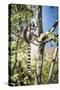 Ring-Tailed Lemur (Lemur Catta), Isalo National Park, Ihorombe Region, Southwest Madagascar, Africa-Matthew Williams-Ellis-Stretched Canvas