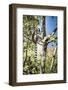 Ring-Tailed Lemur (Lemur Catta), Isalo National Park, Ihorombe Region, Southwest Madagascar, Africa-Matthew Williams-Ellis-Framed Photographic Print