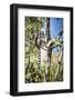 Ring-Tailed Lemur (Lemur Catta), Isalo National Park, Ihorombe Region, Southwest Madagascar, Africa-Matthew Williams-Ellis-Framed Photographic Print