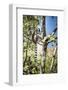 Ring-Tailed Lemur (Lemur Catta), Isalo National Park, Ihorombe Region, Southwest Madagascar, Africa-Matthew Williams-Ellis-Framed Photographic Print