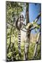 Ring-Tailed Lemur (Lemur Catta), Isalo National Park, Ihorombe Region, Southwest Madagascar, Africa-Matthew Williams-Ellis-Mounted Photographic Print