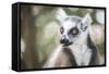 Ring-Tailed Lemur (Lemur Catta), Isalo National Park, Ihorombe Region, Southwest Madagascar, Africa-Matthew Williams-Ellis-Framed Stretched Canvas
