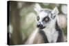 Ring-Tailed Lemur (Lemur Catta), Isalo National Park, Ihorombe Region, Southwest Madagascar, Africa-Matthew Williams-Ellis-Stretched Canvas