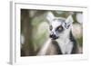 Ring-Tailed Lemur (Lemur Catta), Isalo National Park, Ihorombe Region, Southwest Madagascar, Africa-Matthew Williams-Ellis-Framed Photographic Print