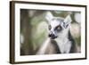 Ring-Tailed Lemur (Lemur Catta), Isalo National Park, Ihorombe Region, Southwest Madagascar, Africa-Matthew Williams-Ellis-Framed Photographic Print