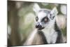 Ring-Tailed Lemur (Lemur Catta), Isalo National Park, Ihorombe Region, Southwest Madagascar, Africa-Matthew Williams-Ellis-Mounted Photographic Print