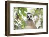 Ring-Tailed Lemur (Lemur Catta), Isalo National Park, Ihorombe Region, Southwest Madagascar, Africa-Matthew Williams-Ellis-Framed Photographic Print