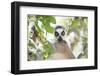 Ring-Tailed Lemur (Lemur Catta), Isalo National Park, Ihorombe Region, Southwest Madagascar, Africa-Matthew Williams-Ellis-Framed Photographic Print