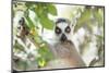 Ring-Tailed Lemur (Lemur Catta), Isalo National Park, Ihorombe Region, Southwest Madagascar, Africa-Matthew Williams-Ellis-Mounted Photographic Print