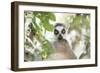 Ring-Tailed Lemur (Lemur Catta), Isalo National Park, Ihorombe Region, Southwest Madagascar, Africa-Matthew Williams-Ellis-Framed Photographic Print