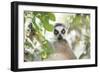 Ring-Tailed Lemur (Lemur Catta), Isalo National Park, Ihorombe Region, Southwest Madagascar, Africa-Matthew Williams-Ellis-Framed Photographic Print