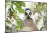 Ring-Tailed Lemur (Lemur Catta), Isalo National Park, Ihorombe Region, Southwest Madagascar, Africa-Matthew Williams-Ellis-Mounted Photographic Print