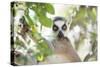 Ring-Tailed Lemur (Lemur Catta), Isalo National Park, Ihorombe Region, Southwest Madagascar, Africa-Matthew Williams-Ellis-Stretched Canvas