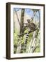 Ring-Tailed Lemur (Lemur Catta), Isalo National Park, Ihorombe Region, Southwest Madagascar, Africa-Matthew Williams-Ellis-Framed Photographic Print