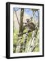 Ring-Tailed Lemur (Lemur Catta), Isalo National Park, Ihorombe Region, Southwest Madagascar, Africa-Matthew Williams-Ellis-Framed Photographic Print