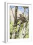 Ring-Tailed Lemur (Lemur Catta), Isalo National Park, Ihorombe Region, Southwest Madagascar, Africa-Matthew Williams-Ellis-Framed Photographic Print