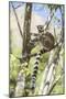 Ring-Tailed Lemur (Lemur Catta), Isalo National Park, Ihorombe Region, Southwest Madagascar, Africa-Matthew Williams-Ellis-Mounted Photographic Print