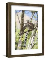 Ring-Tailed Lemur (Lemur Catta), Isalo National Park, Ihorombe Region, Southwest Madagascar, Africa-Matthew Williams-Ellis-Framed Photographic Print
