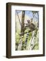 Ring-Tailed Lemur (Lemur Catta), Isalo National Park, Ihorombe Region, Southwest Madagascar, Africa-Matthew Williams-Ellis-Framed Photographic Print