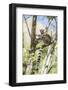 Ring-Tailed Lemur (Lemur Catta), Isalo National Park, Ihorombe Region, Southwest Madagascar, Africa-Matthew Williams-Ellis-Framed Photographic Print