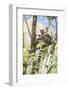 Ring-Tailed Lemur (Lemur Catta), Isalo National Park, Ihorombe Region, Southwest Madagascar, Africa-Matthew Williams-Ellis-Framed Photographic Print