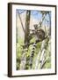 Ring-Tailed Lemur (Lemur Catta), Isalo National Park, Ihorombe Region, Southwest Madagascar, Africa-Matthew Williams-Ellis-Framed Photographic Print