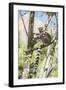 Ring-Tailed Lemur (Lemur Catta), Isalo National Park, Ihorombe Region, Southwest Madagascar, Africa-Matthew Williams-Ellis-Framed Photographic Print