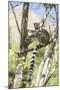 Ring-Tailed Lemur (Lemur Catta), Isalo National Park, Ihorombe Region, Southwest Madagascar, Africa-Matthew Williams-Ellis-Mounted Photographic Print