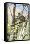Ring-Tailed Lemur (Lemur Catta), Isalo National Park, Ihorombe Region, Southwest Madagascar, Africa-Matthew Williams-Ellis-Framed Stretched Canvas