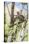 Ring-Tailed Lemur (Lemur Catta), Isalo National Park, Ihorombe Region, Southwest Madagascar, Africa-Matthew Williams-Ellis-Stretched Canvas