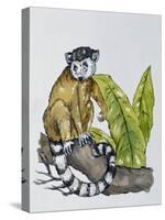 Ring-Tailed Lemur (Lemur Catta), Lemuridae-null-Stretched Canvas