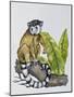 Ring-Tailed Lemur (Lemur Catta), Lemuridae-null-Mounted Giclee Print