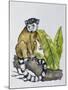 Ring-Tailed Lemur (Lemur Catta), Lemuridae-null-Mounted Giclee Print