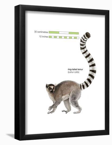 Ring-Tailed Lemur (Lemur Catta), Mammals-Encyclopaedia Britannica-Framed Poster