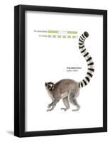 Ring-Tailed Lemur (Lemur Catta), Mammals-Encyclopaedia Britannica-Framed Poster