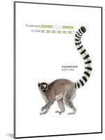 Ring-Tailed Lemur (Lemur Catta), Mammals-Encyclopaedia Britannica-Mounted Poster