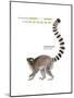 Ring-Tailed Lemur (Lemur Catta), Mammals-Encyclopaedia Britannica-Mounted Poster