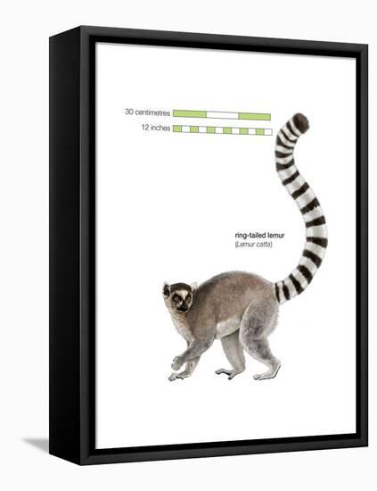 Ring-Tailed Lemur (Lemur Catta), Mammals-Encyclopaedia Britannica-Framed Stretched Canvas